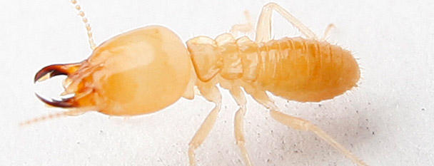 Termite Protection