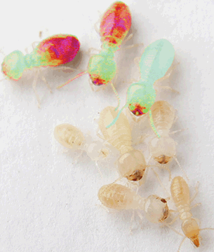 termites Using termidor will allow protection around the home for 8 years and it can be carried out in usually a day.
