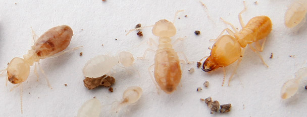 Termite Inspections