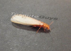 termites flying winged termite brisbane ants wings guys swarm young australia alate difference flight annual warning throughout winds bring change