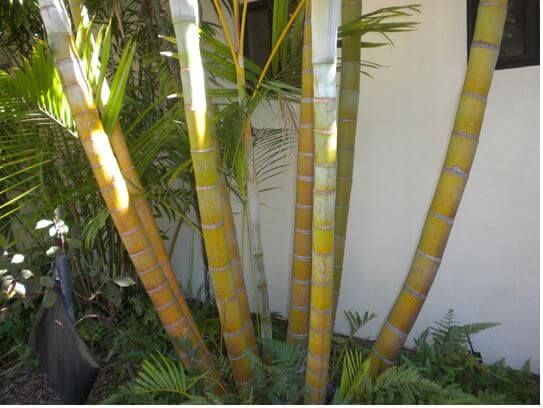 Golden Cane Palm Enemy Of The State
