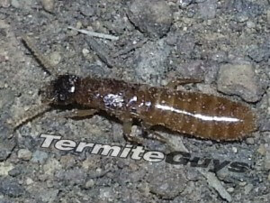 Flying Termites 3