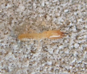 Heterotermes ferox