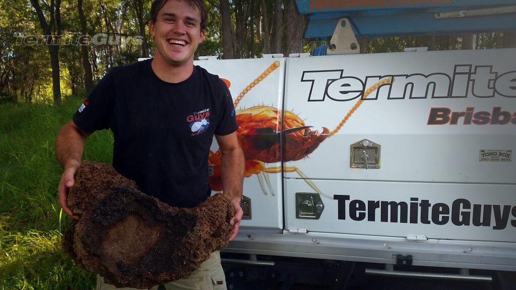 Termite Guys Brisbane - Removing Nasutitermes nest