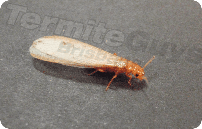 9 Termite Guys Brisbane Protect homes from termites