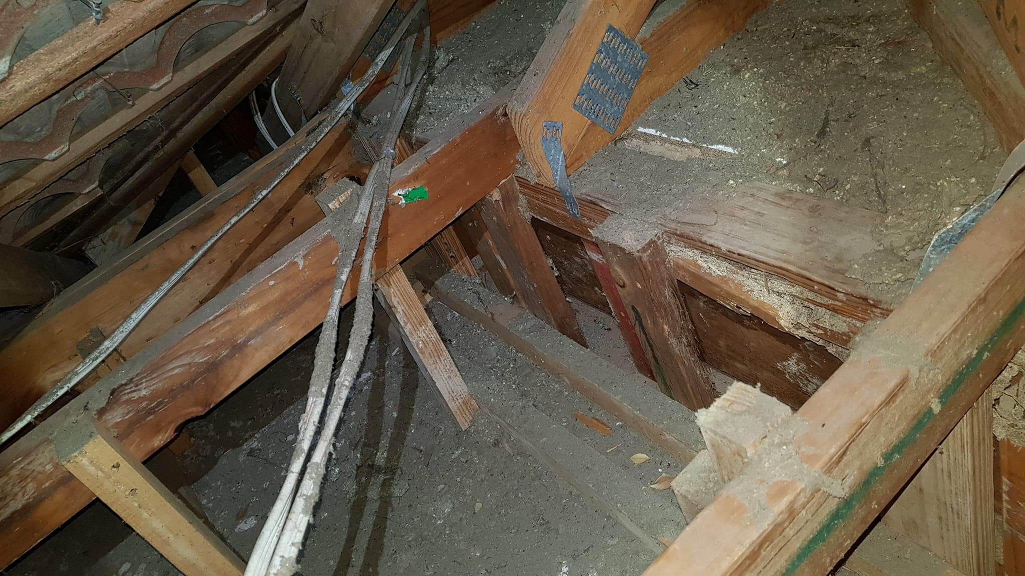 Termites in Forest Lake