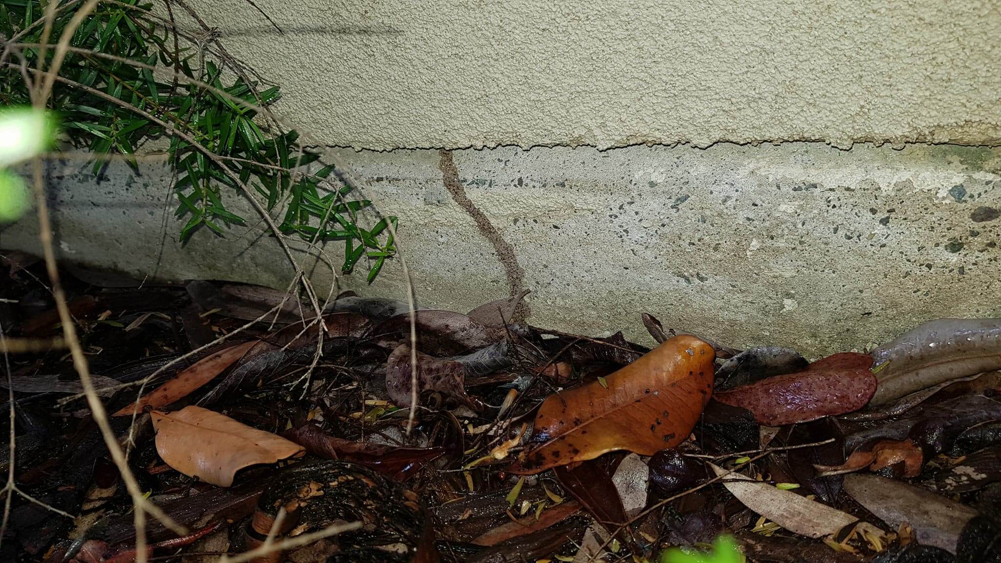Termites in Forest Lake