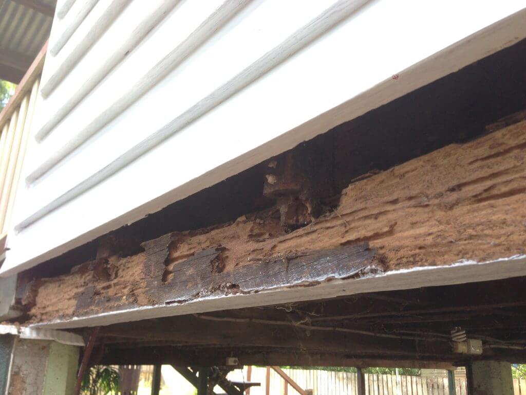 Termites in Lota