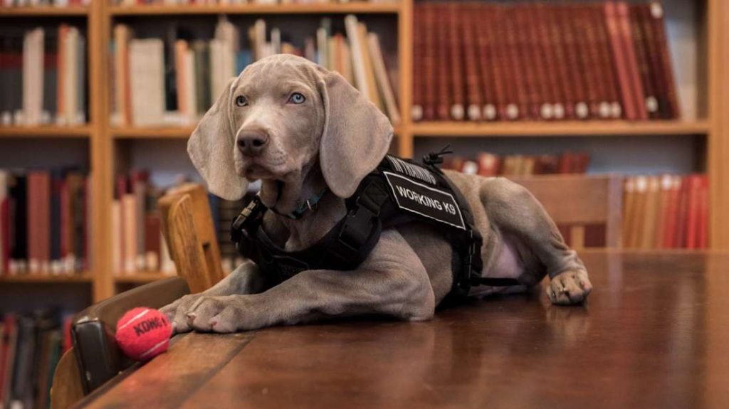 Riley, the Weimaraner ready to sniff