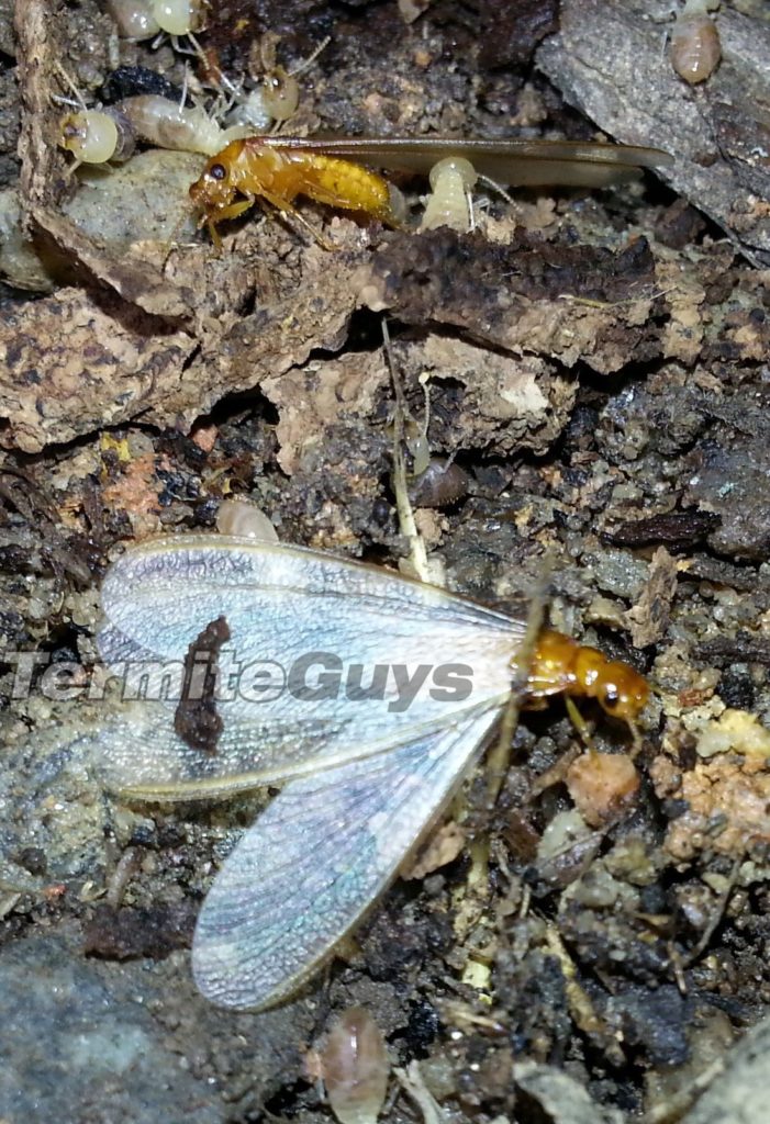 Swarmers, flying termites after rain.