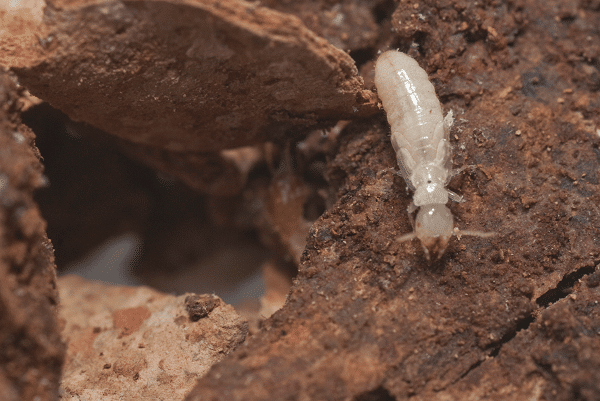 Developing flying termite
