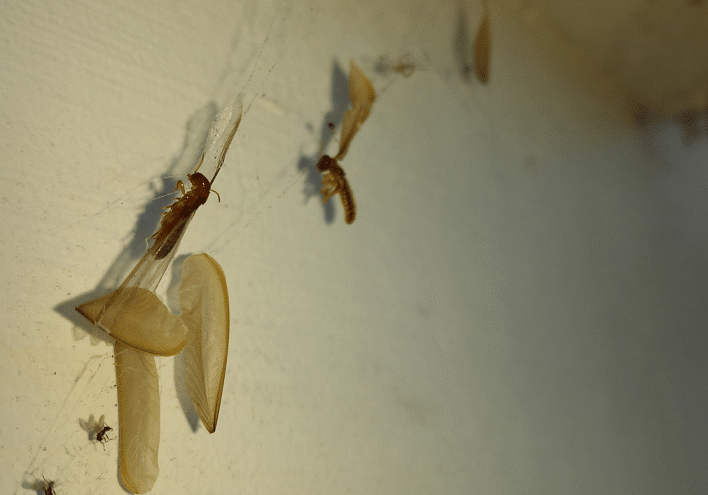 Flying termites stuck in spider web.