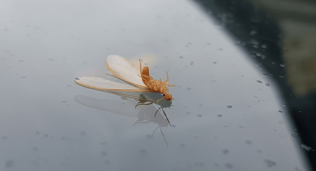 Flying termite laying on its back.