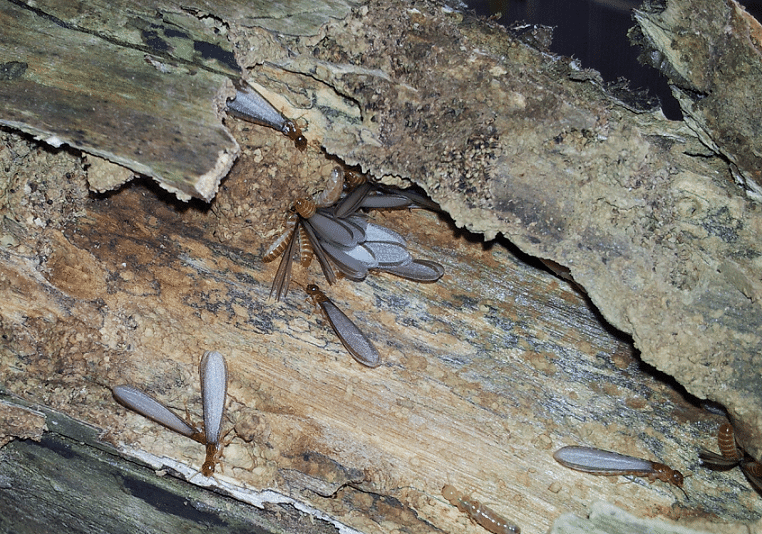 Flying termites emerging from their nest.