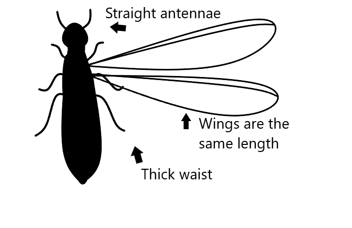 Flying Termite Stencil